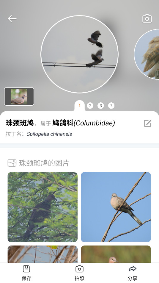 ʶPicture Birdv2.9.30ͼ0