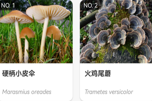 ʶĢapp(Picture Mushroom)