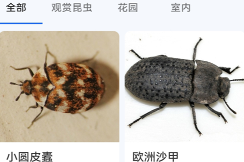 Picture Insectƽ