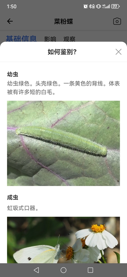 Picture Insectƽ
