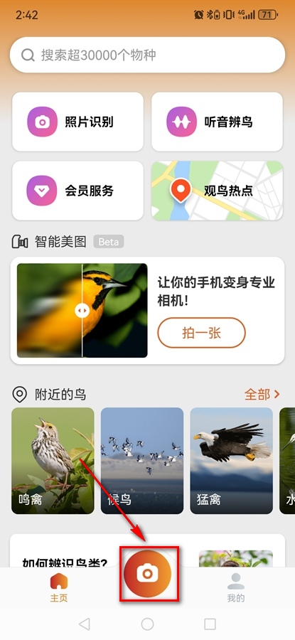 Picture Bird߼