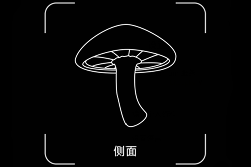 Picture Mushroomרҵƽ