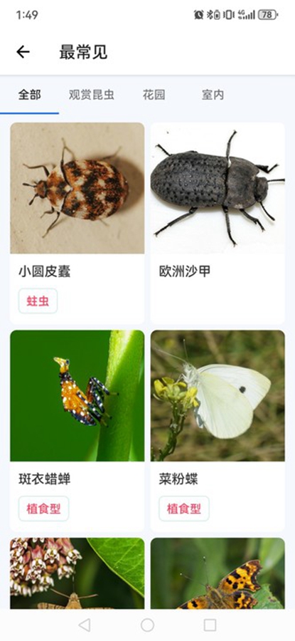 Picture Insectƽͼ3