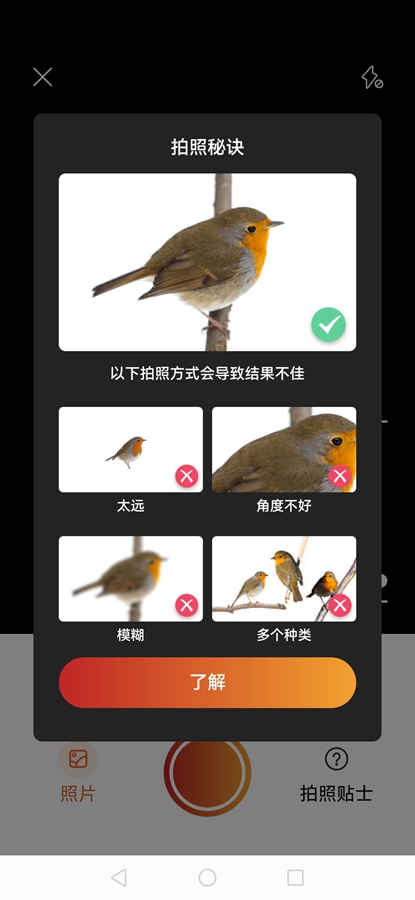 Picture Bird߼ͼ2