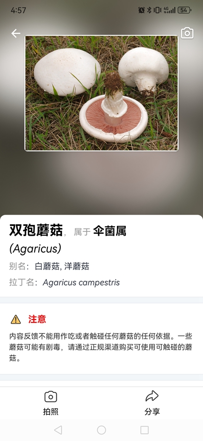 Picture Mushroomרҵƽͼ5