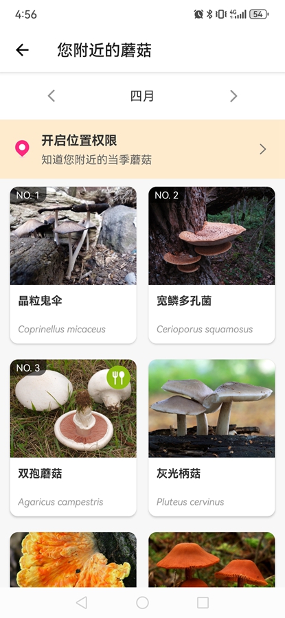 Picture Mushroomרҵƽͼ6