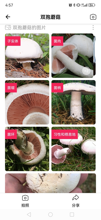 Picture Mushroomרҵƽͼ8