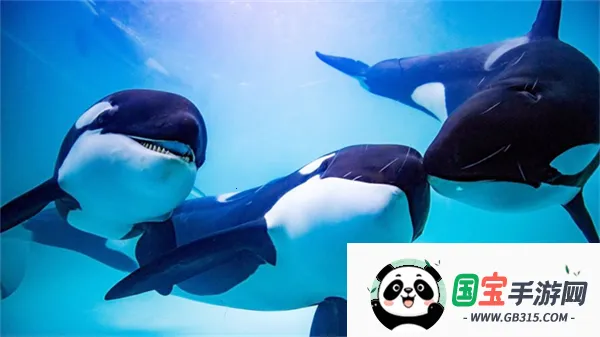 虎鲸模拟器(虎鲸生存模拟游戏)v1.2.5 免费版截图4